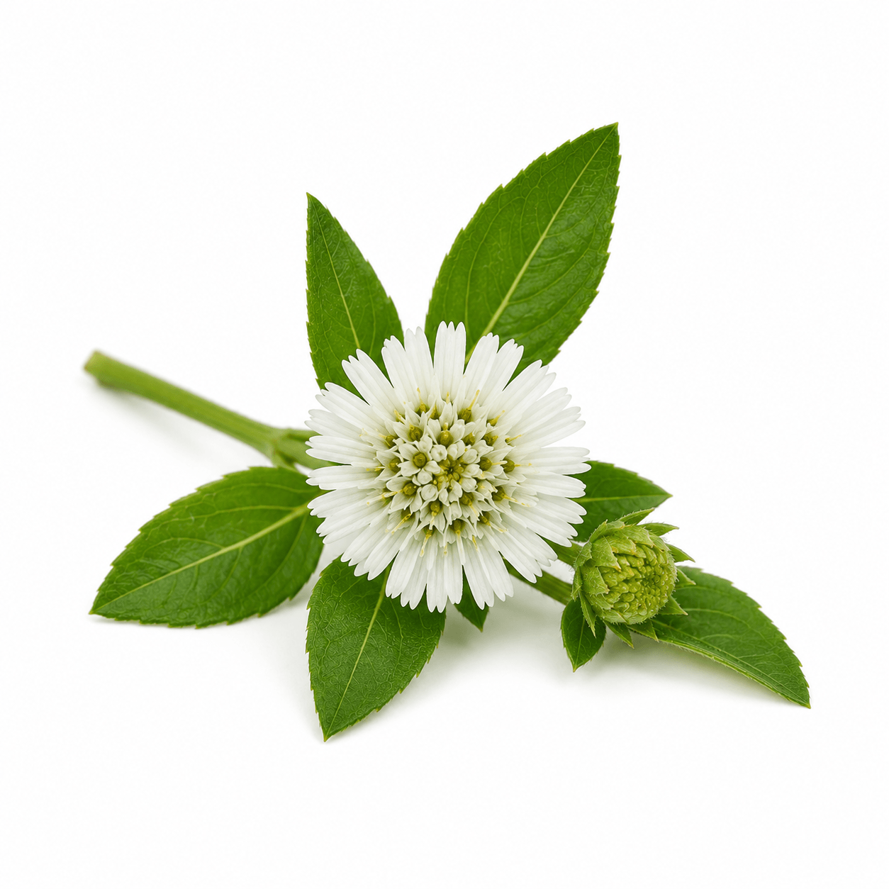 Bhringaraj