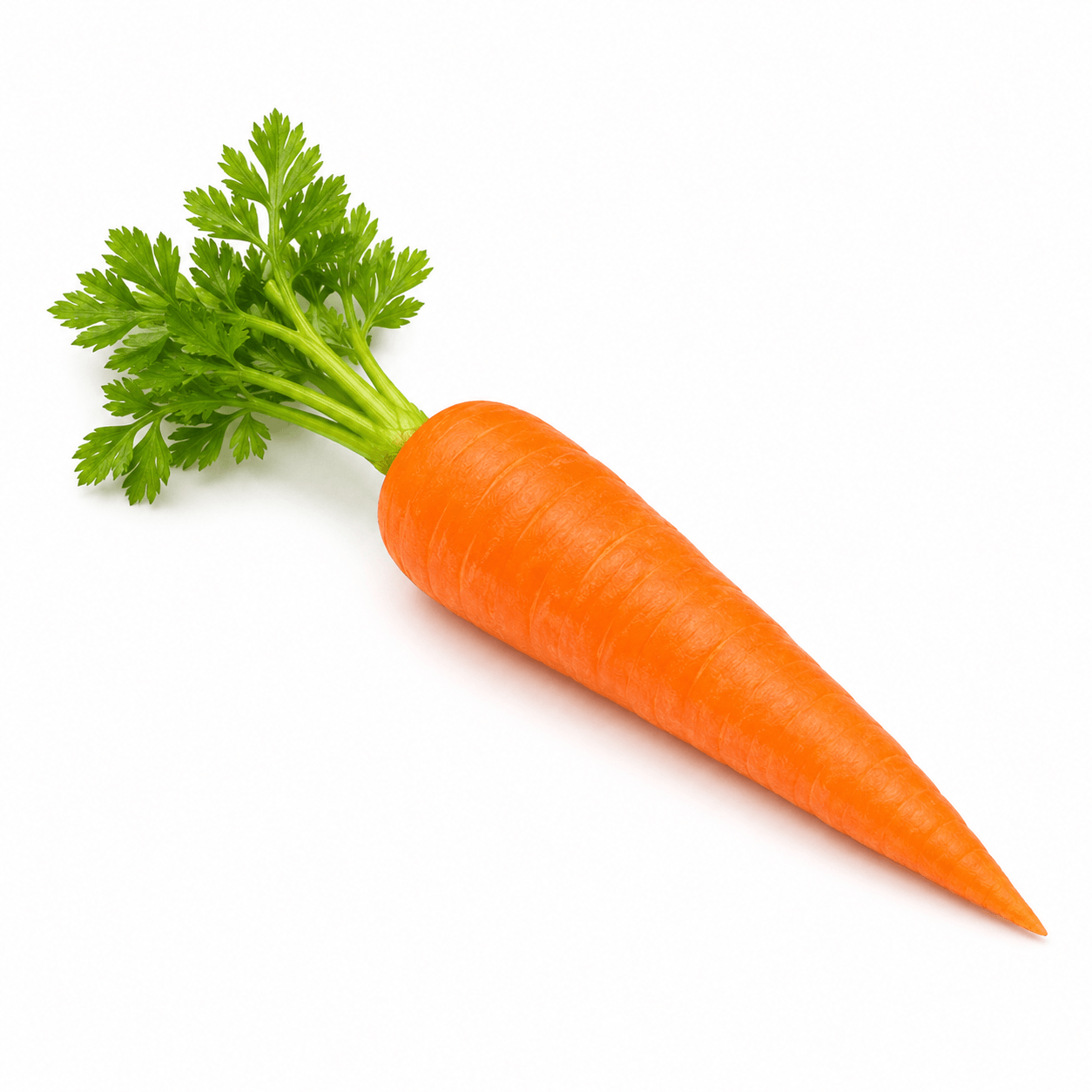 Carrot Seed