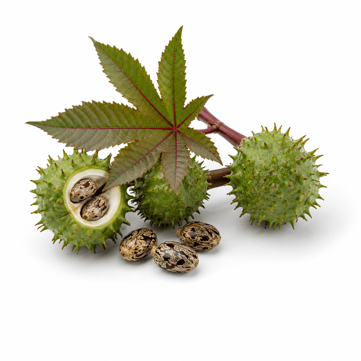 Castor Oil