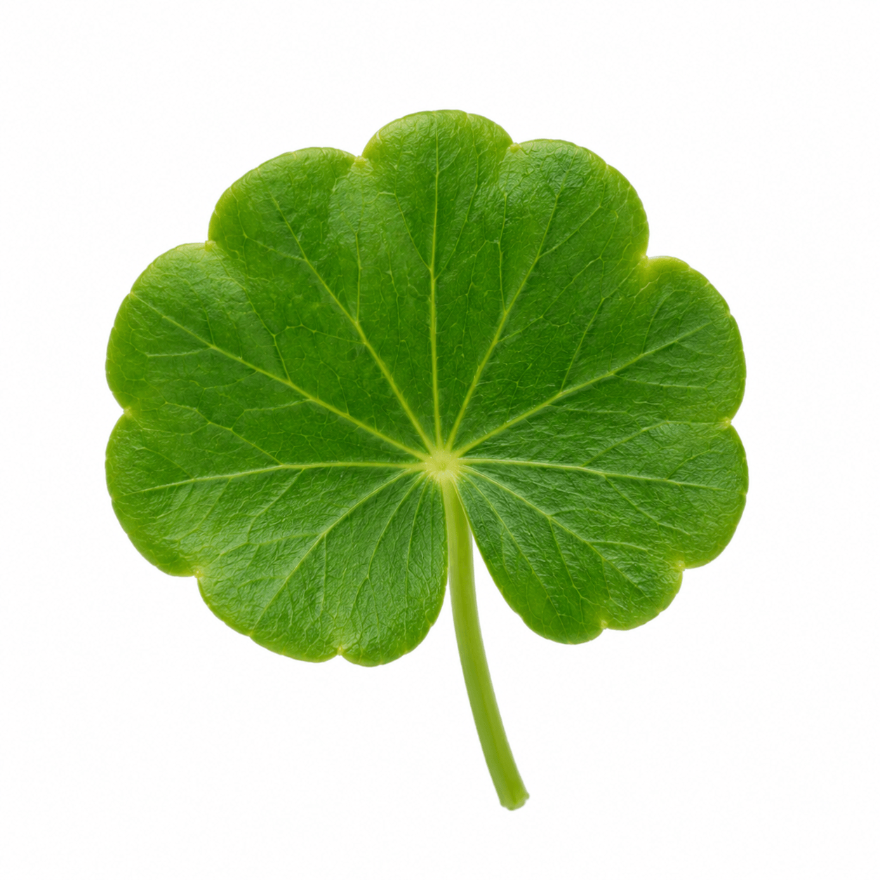Centella Leaf