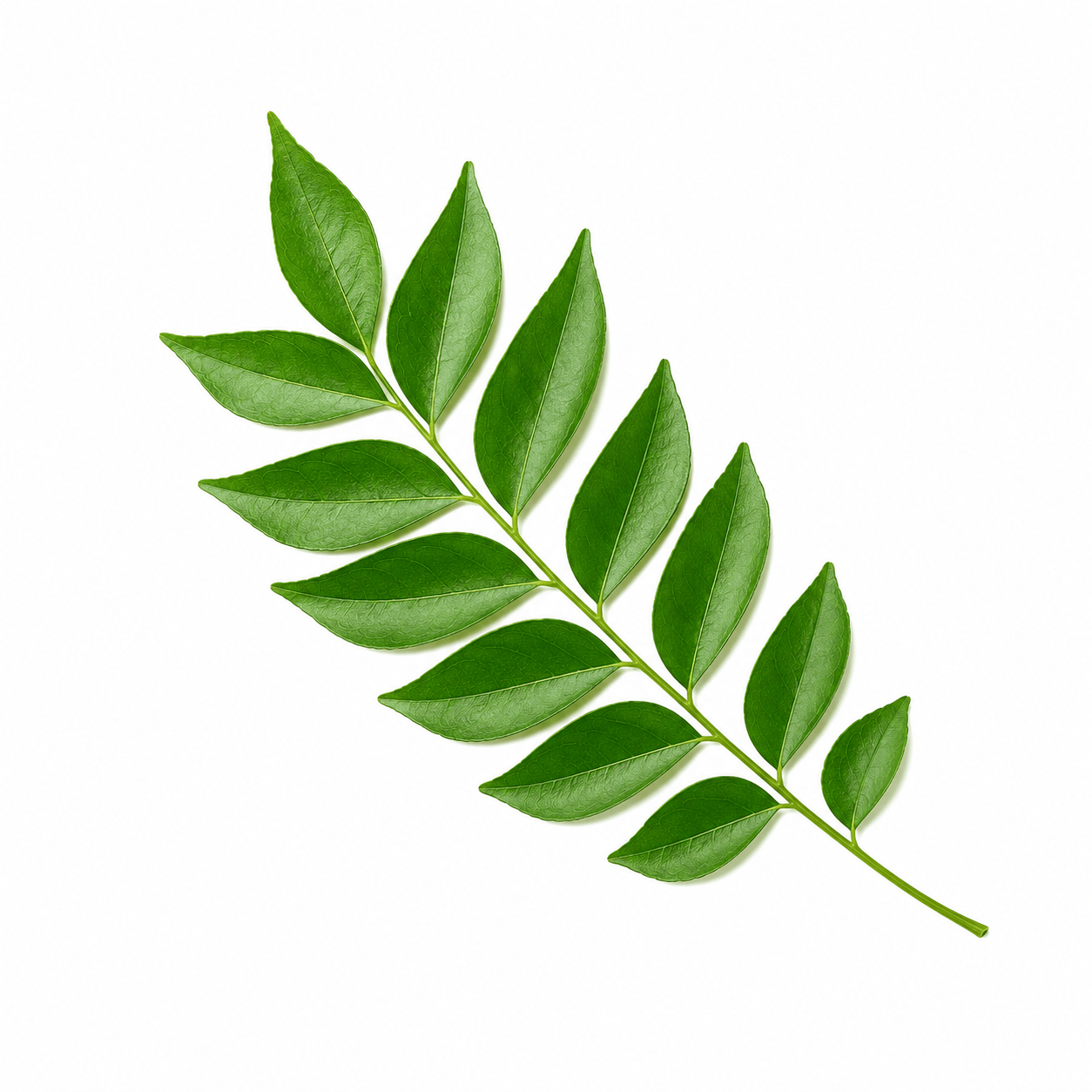 Curry Leaves