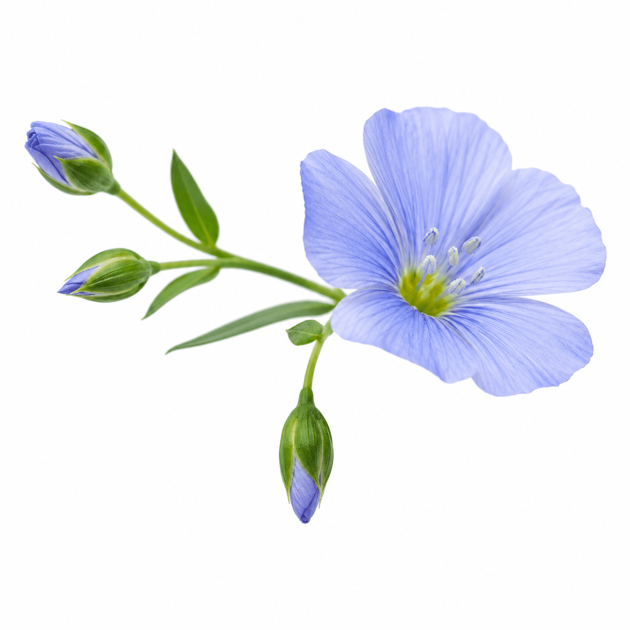 Flaxseed