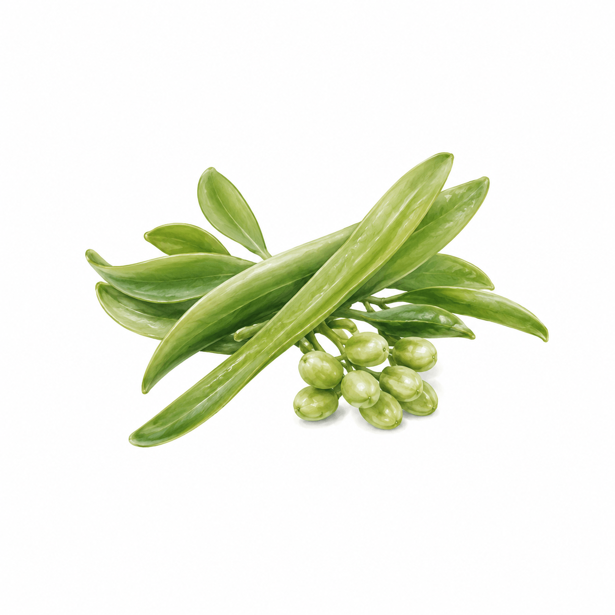 Guar Gum