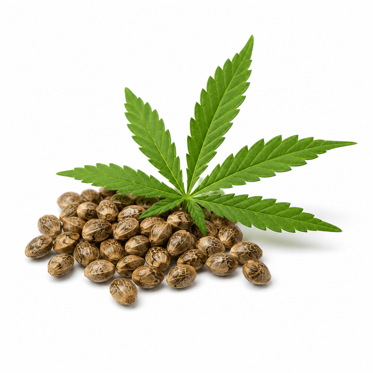 Hemp Seed