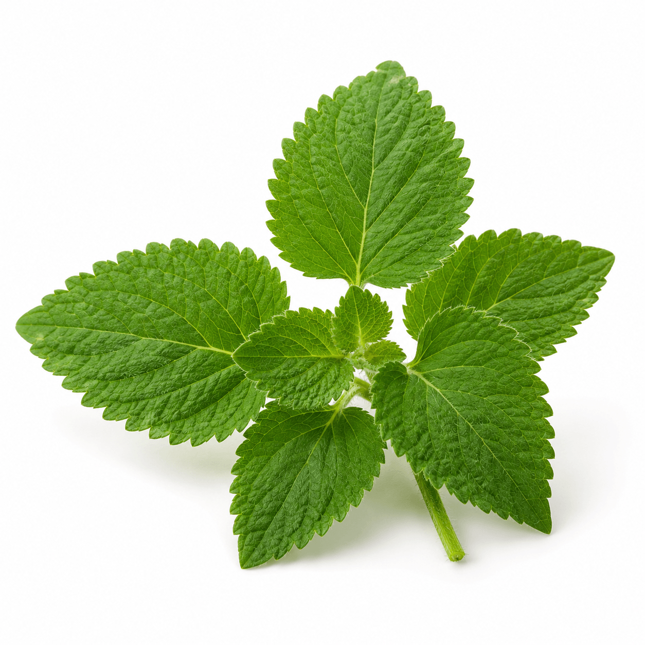 Indian Nettle