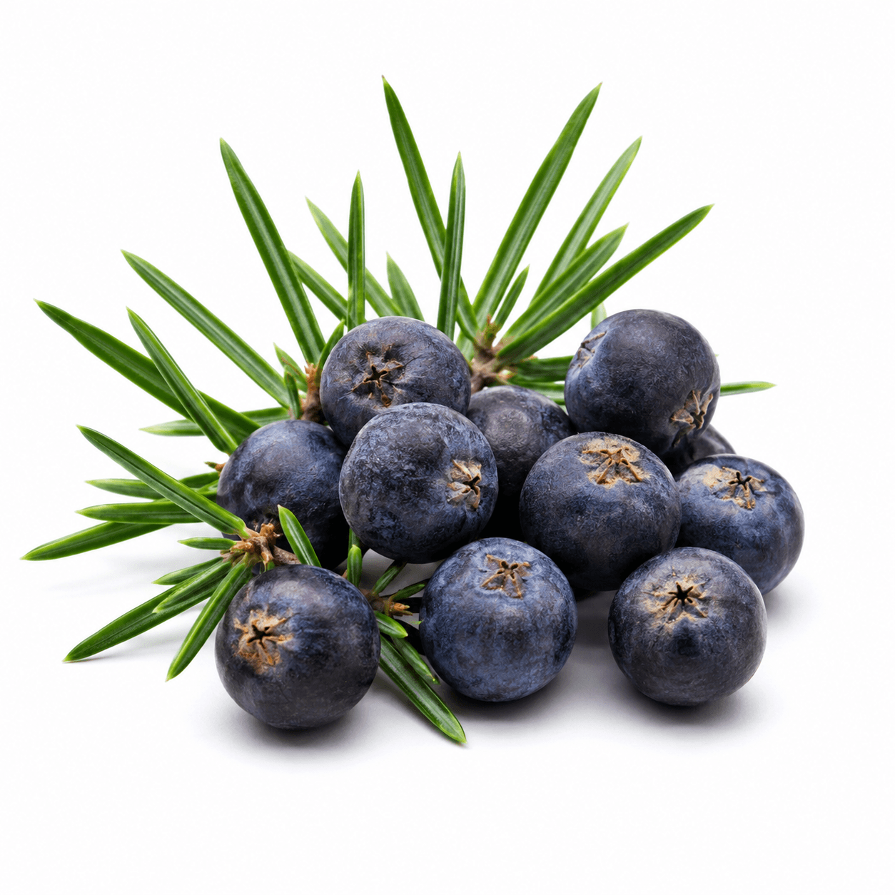 Juniper Berry