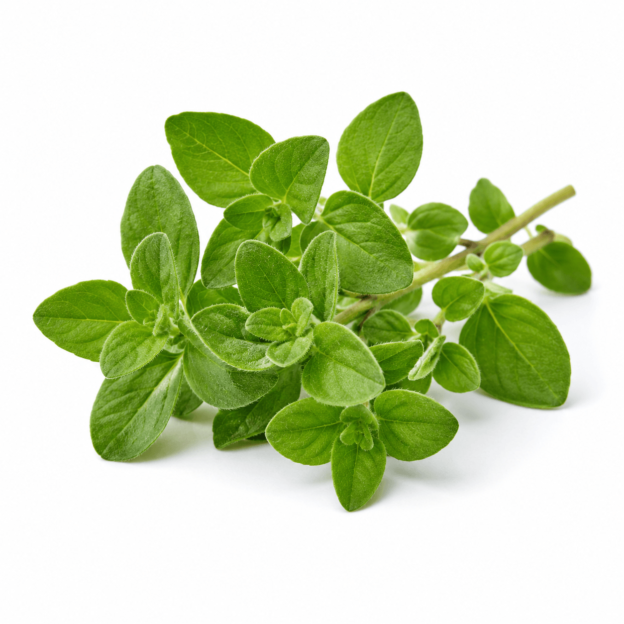 Marjoram