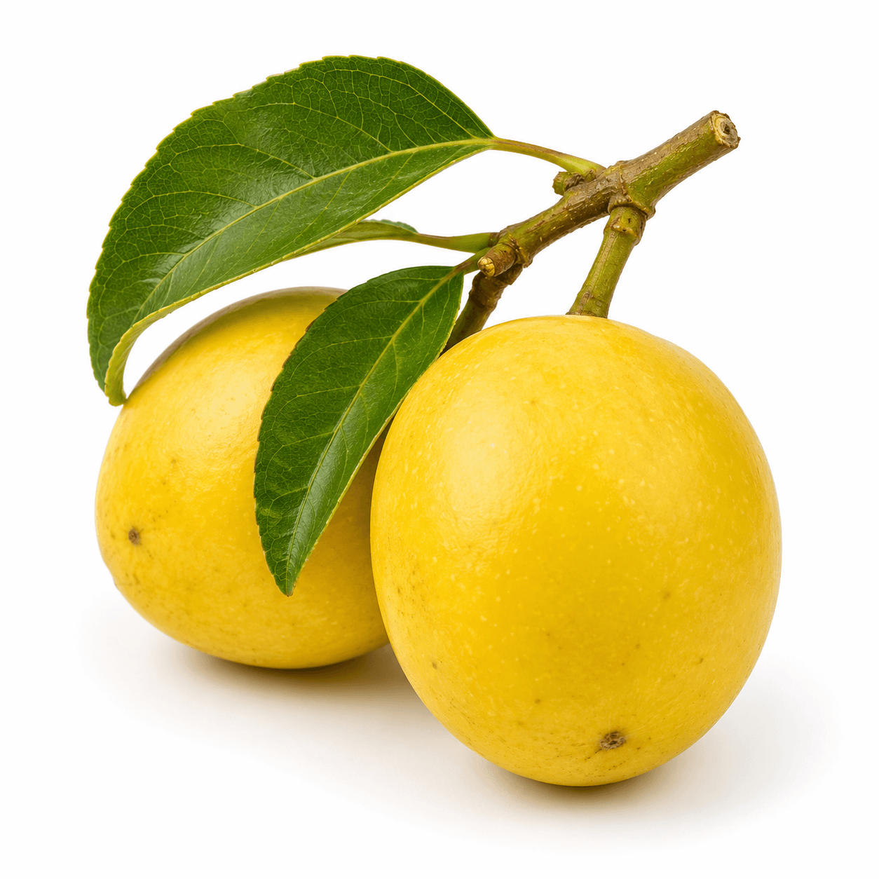 Marula