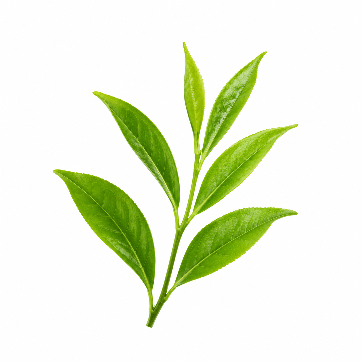 Matcha Leaf