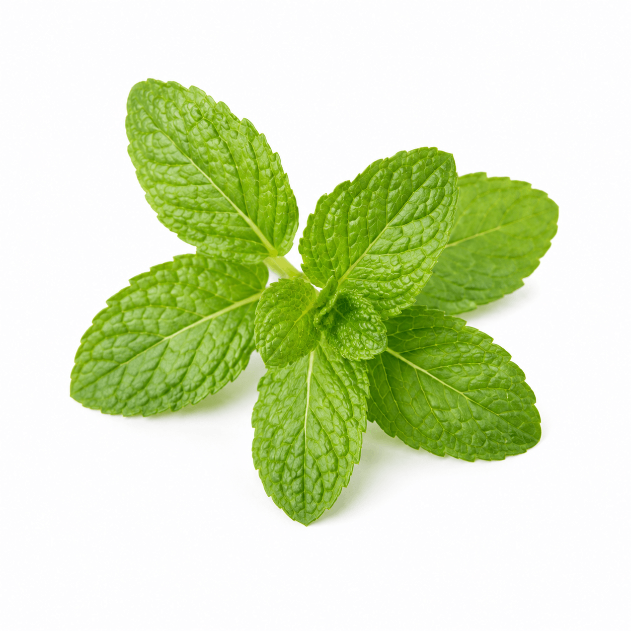 Mint Leaf