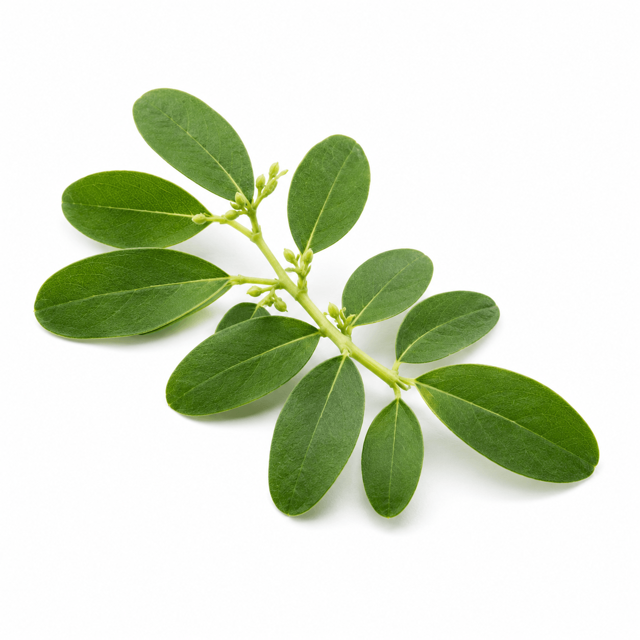 Moringa Oil