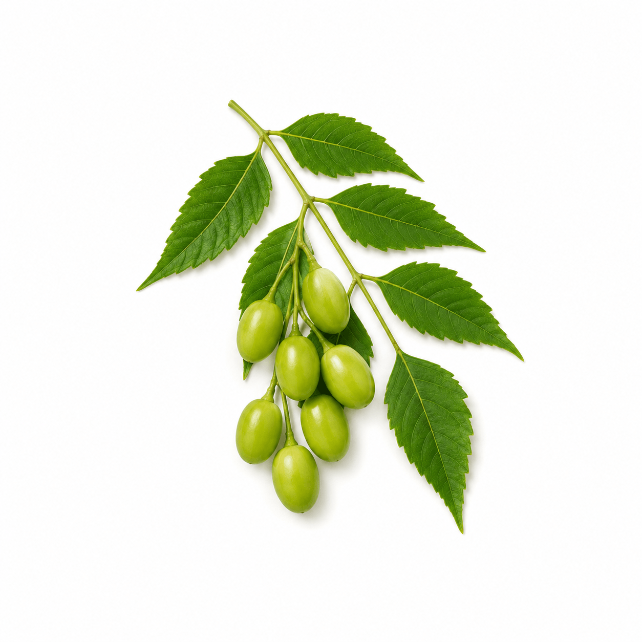 Neem Leaf