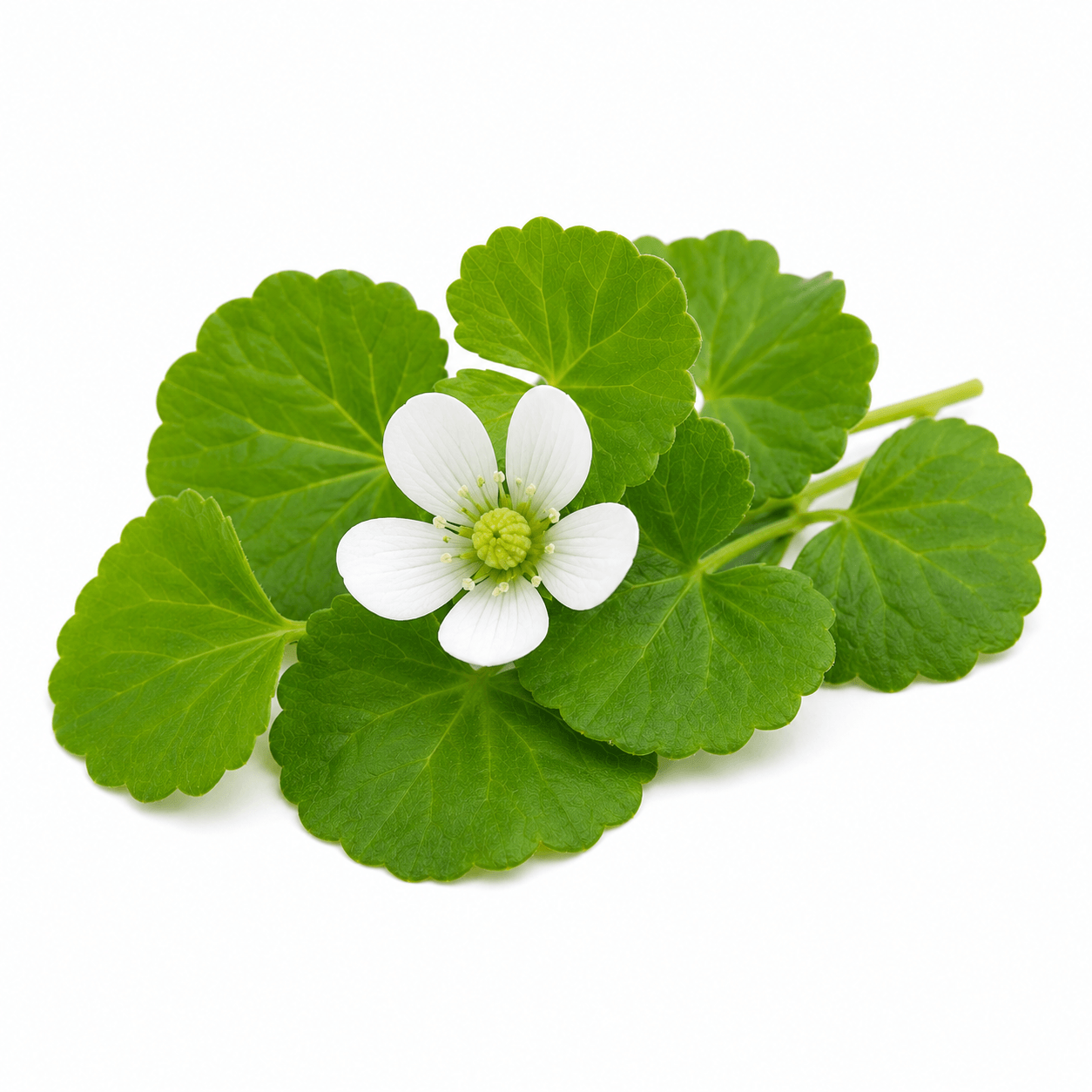 Brahmi