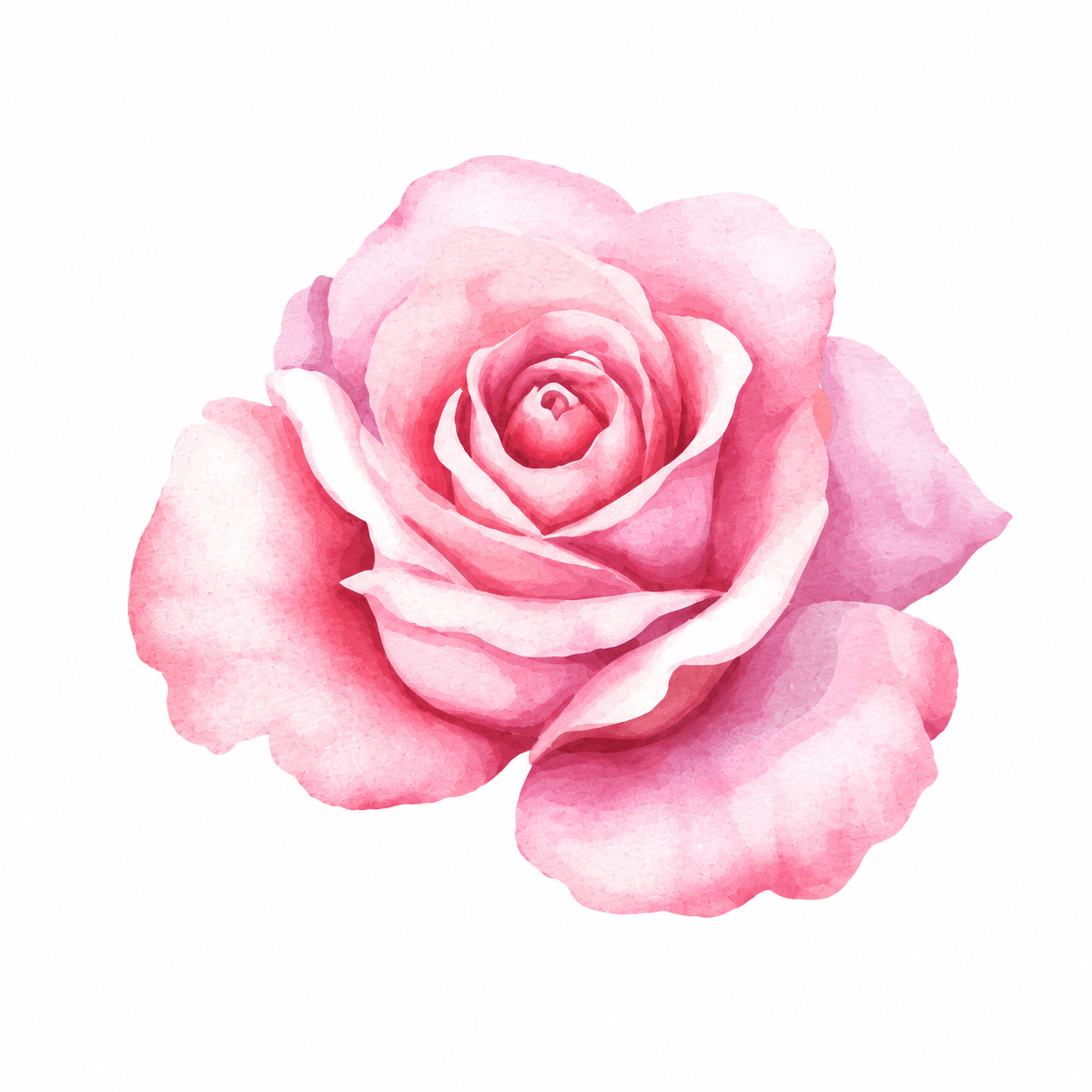 Rose Petal