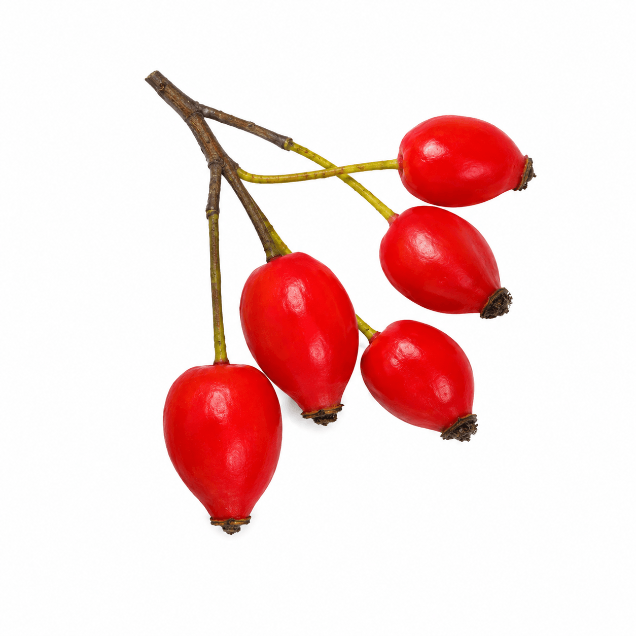 Rosehip Seed