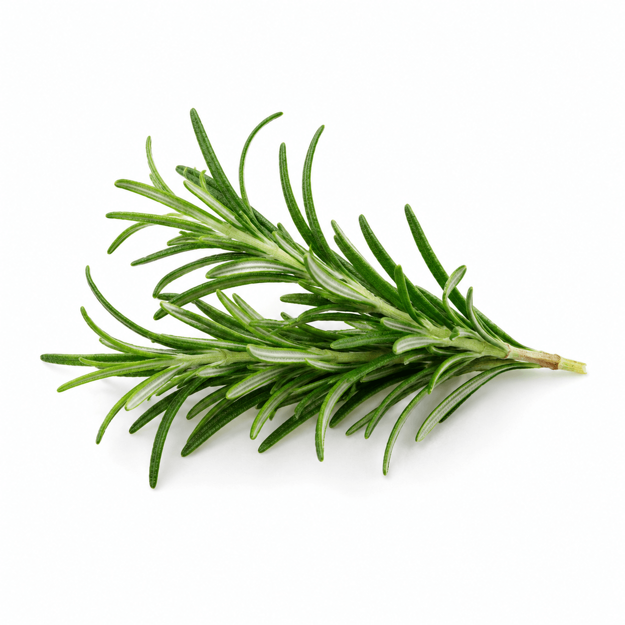 Rosemary