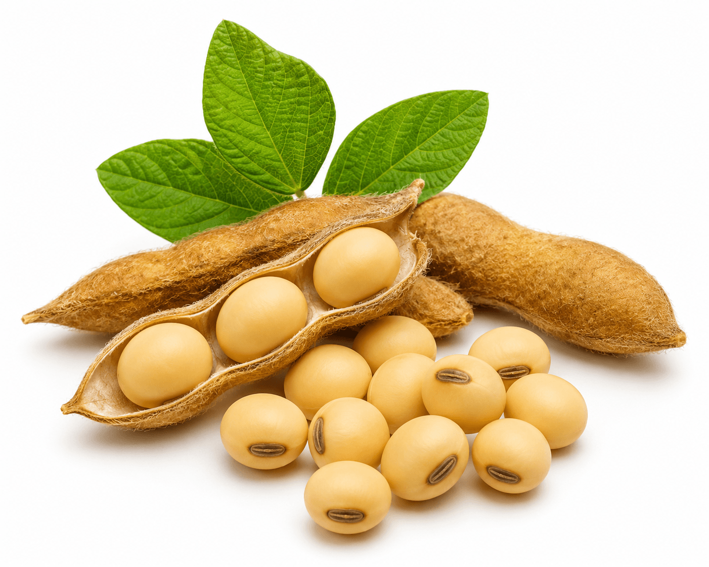 Soybean