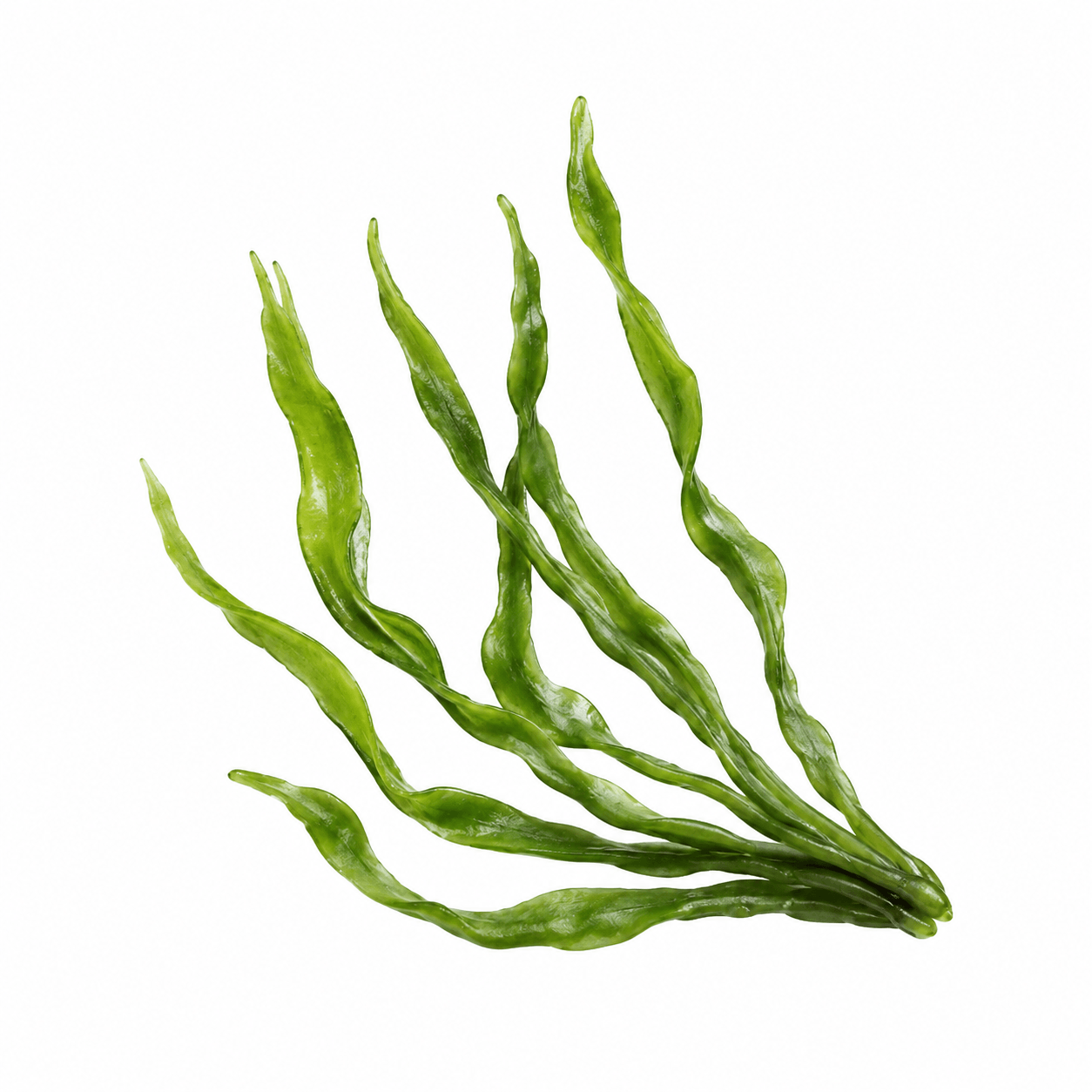 Spirulina
