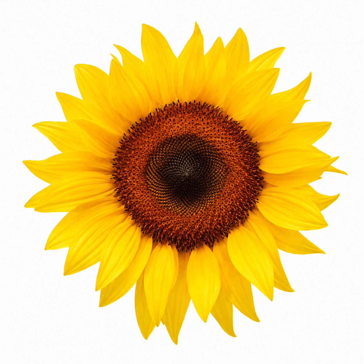 Sunflower Extract