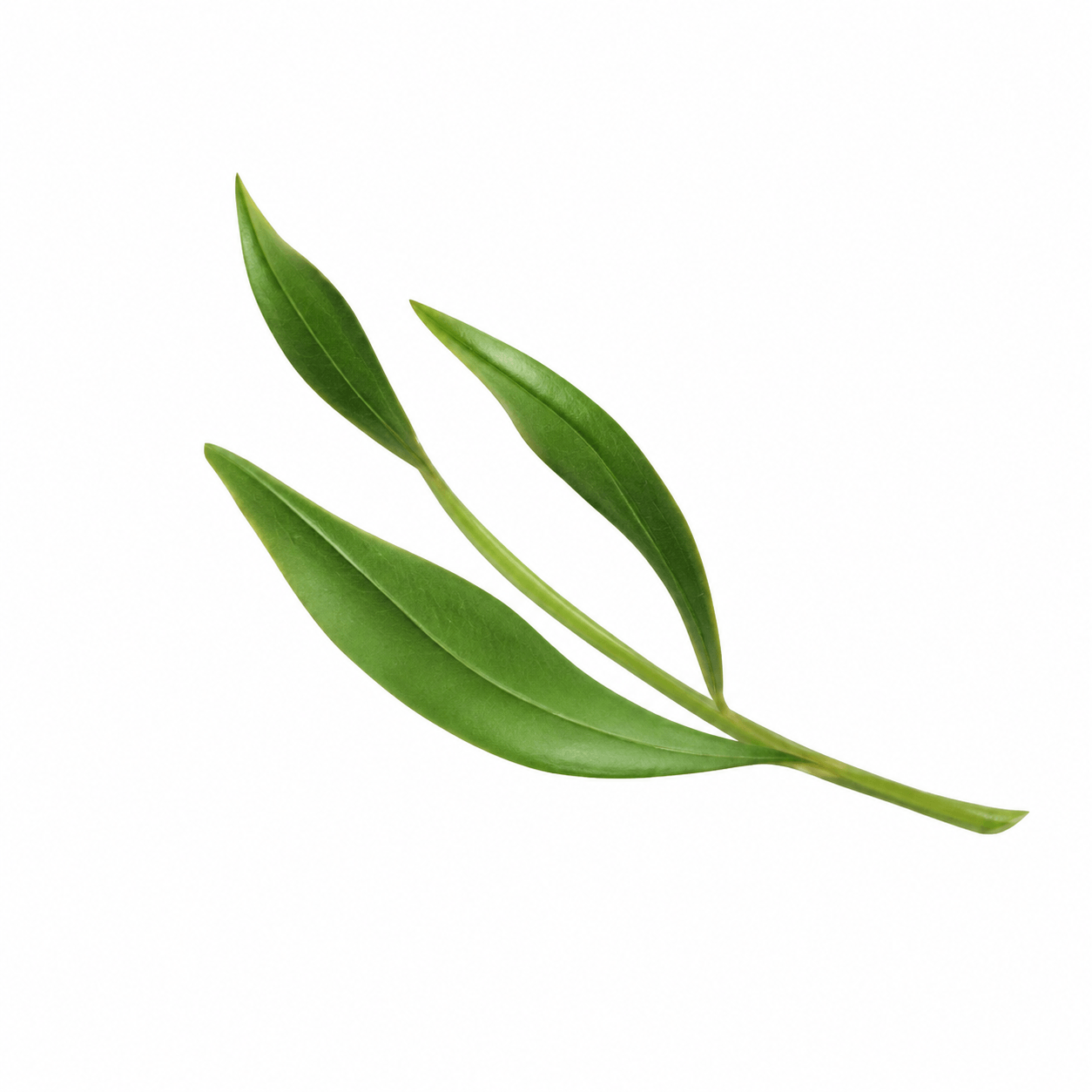 Tea Tree Leaf