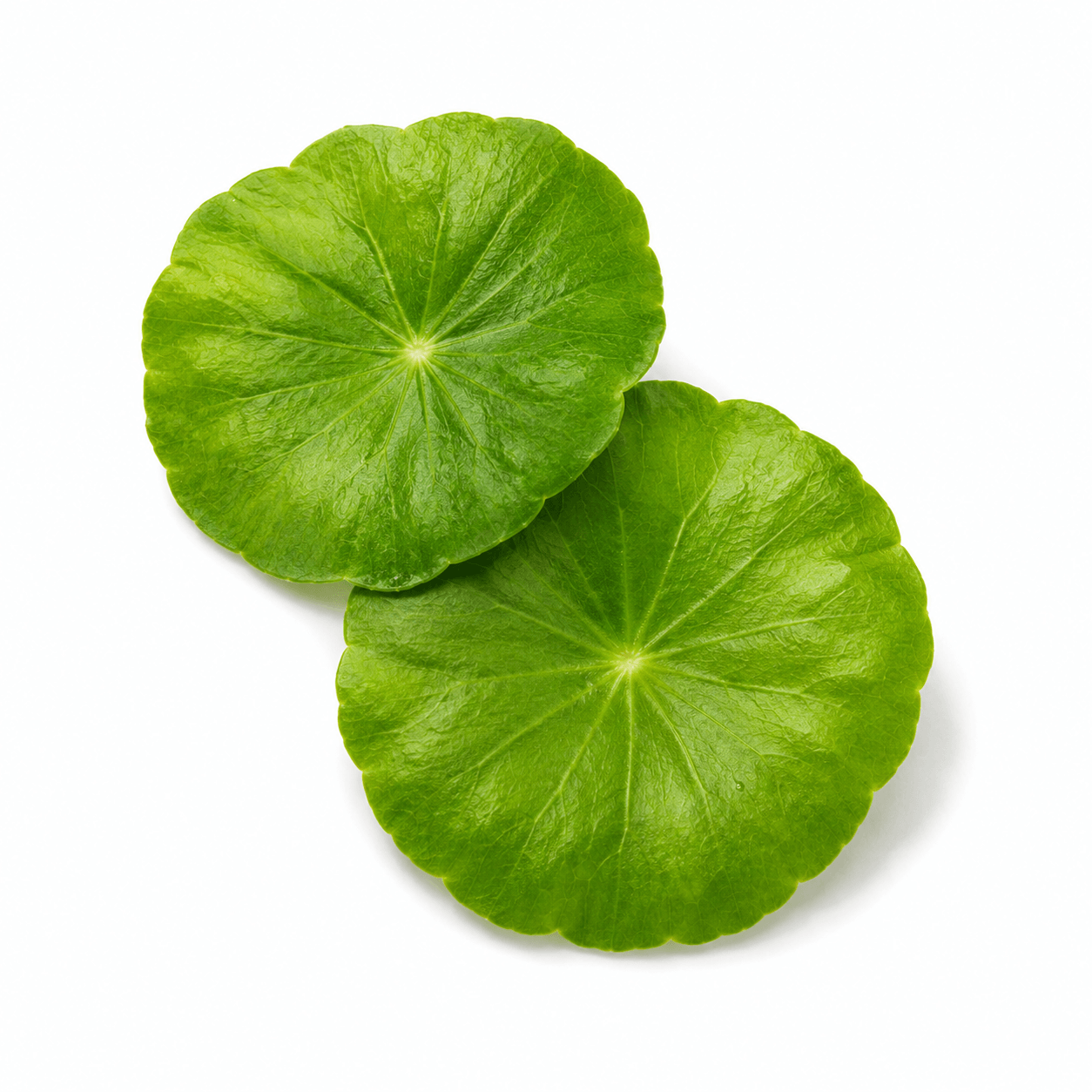Centella Reversa