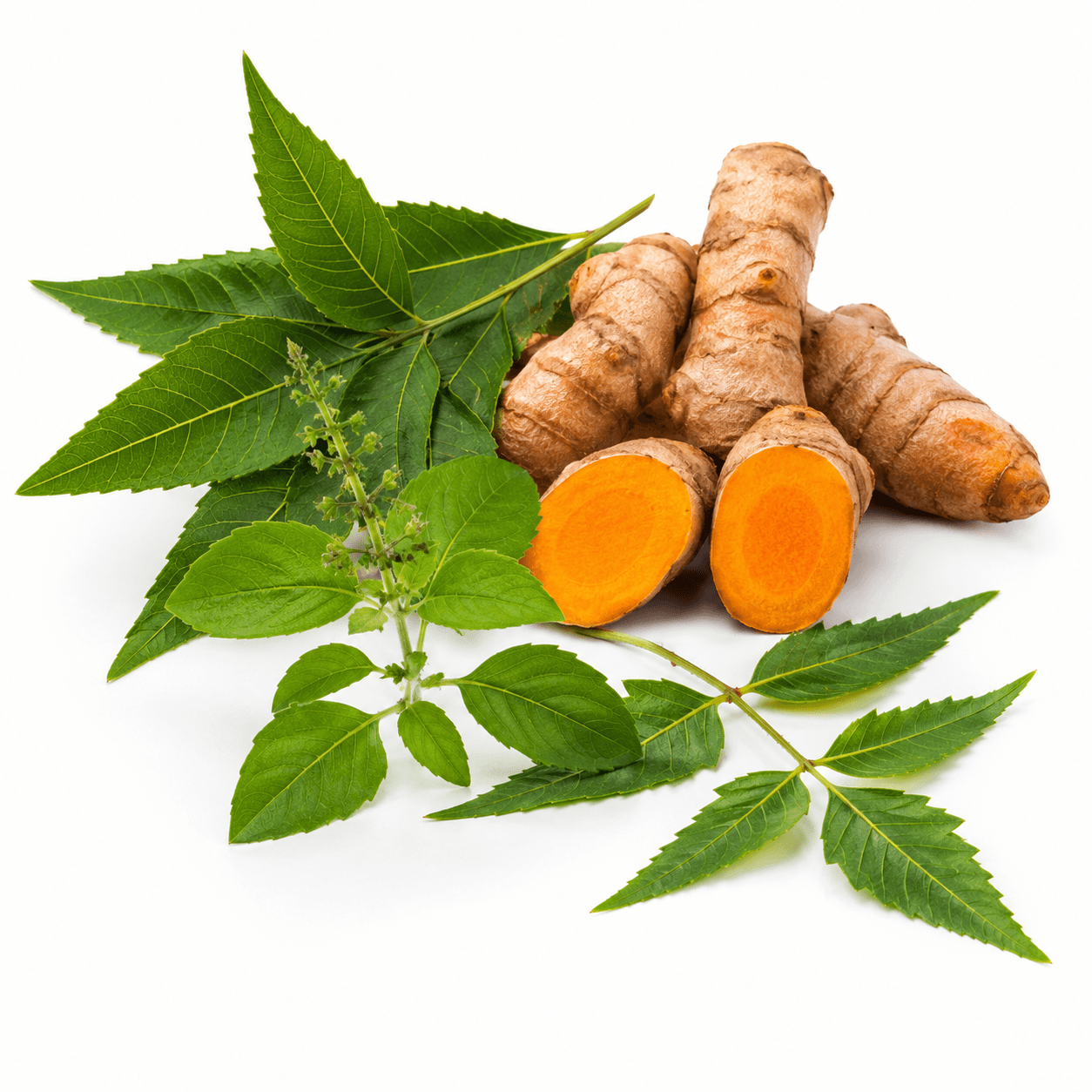 Turmeric, Tulsi, Neem 